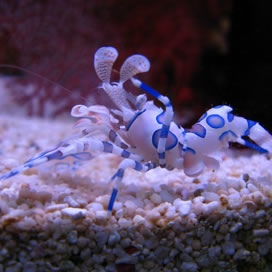 For Better Fish Water Quality Use Nature's Ocean&reg; Live Aquarium Sand